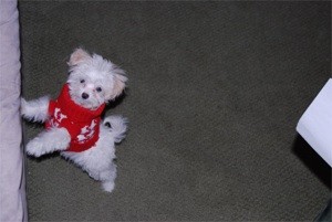 Teaching Puppy Not to Chew on Things